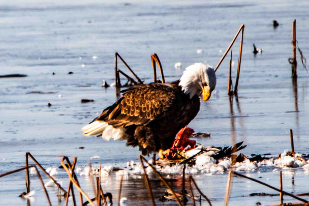 The Natural Order by Josh Blackman