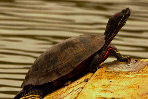 Turtle at the Arboretum by Josh Blackman