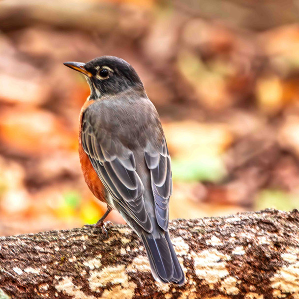 American Robin Perched on a Log in Autumn by Josh Blackman