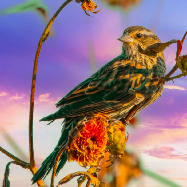 Songbird Among Sunflowers at Sunset by Josh Blackman