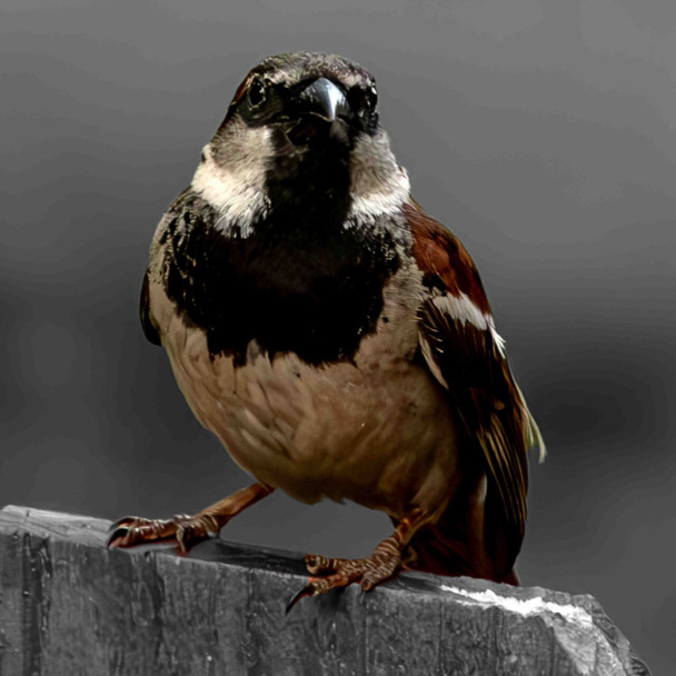 Majestic Sparrow Perched on a Ledge by Josh Blackman