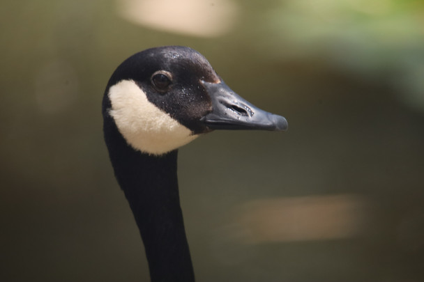 Portrait of a Canadian goose by  Craig Fentiman