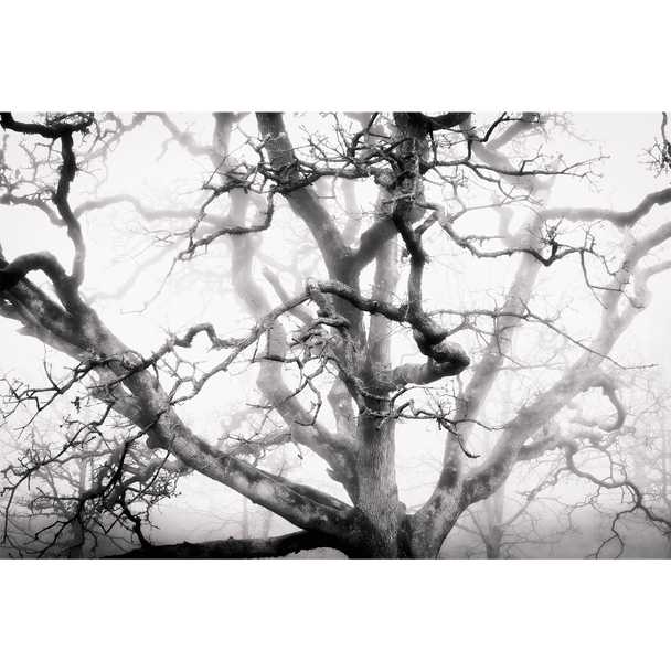 Emergence by Dana Sharman