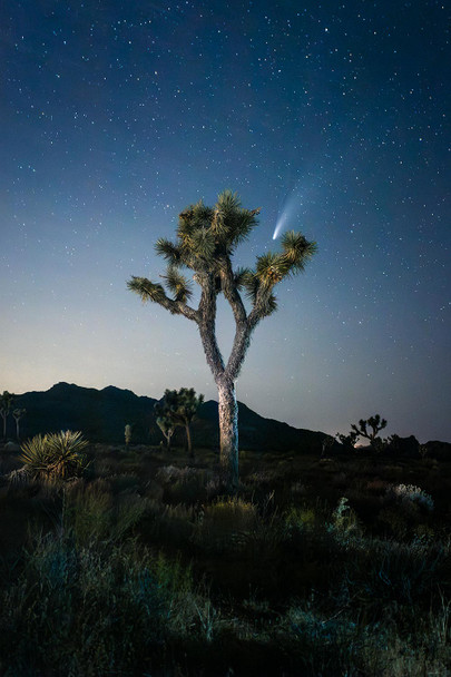 Catching Neowise by Aaron Rashid