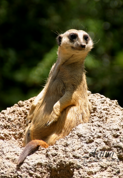 Happy Meerkat by Art Clark