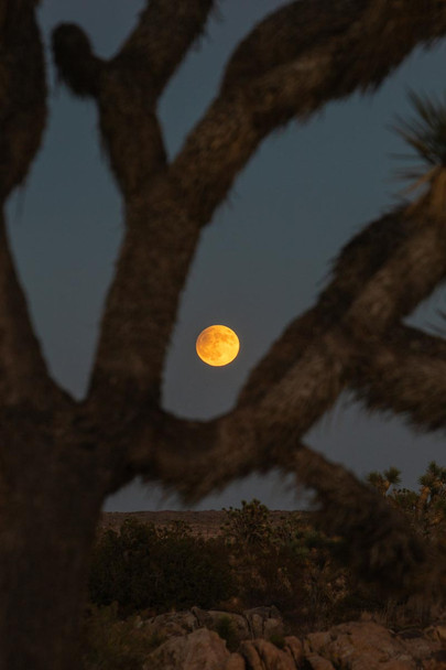 Eclipse of the Desert by Aaron Rashid