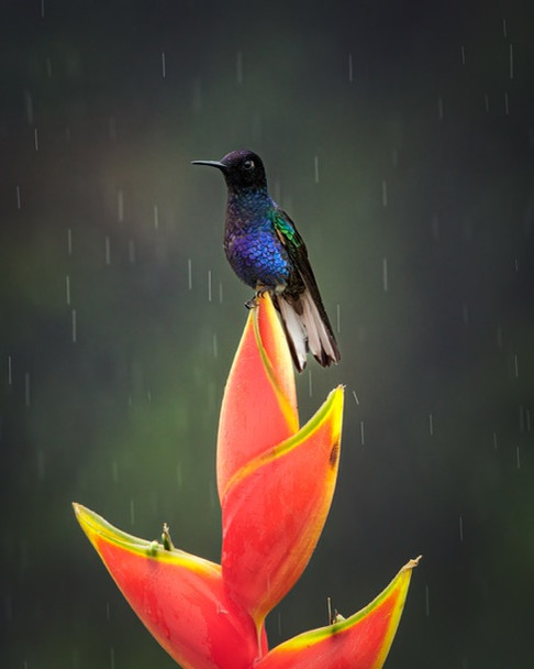 In the Rain  by Kelley Luikey