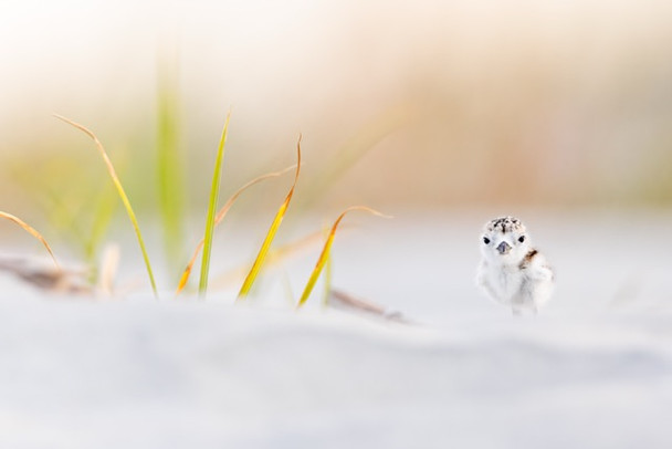 Baby Face  by Kelley Luikey