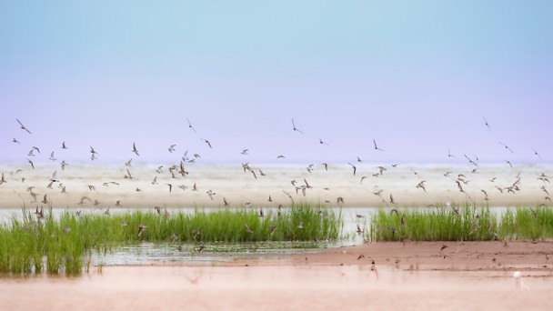 As Nature Intended by Jackie Schletter