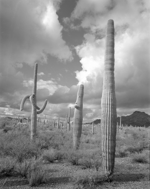 Saguaro Cacti in Arizona by William Lemke