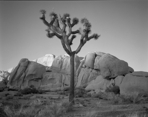 Joshua Tree in Late Light, California by William Lemke