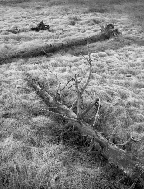 Morning Frost, Yellowstone in Wyoming by William Lemke