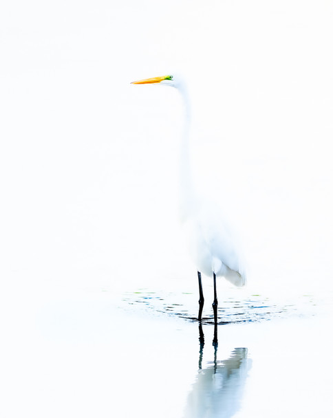 White on White by Jackie Schletter White on White by Jackie Schletter