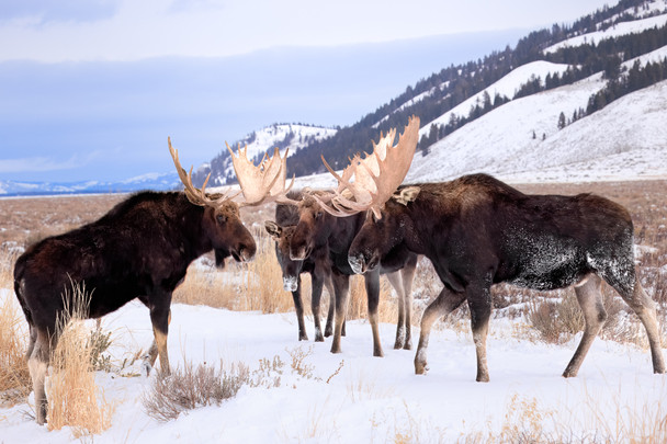 Boys Night Out, Grand Teton National Park, by Ruby Hour Photo Art ~ Marcela Herdova