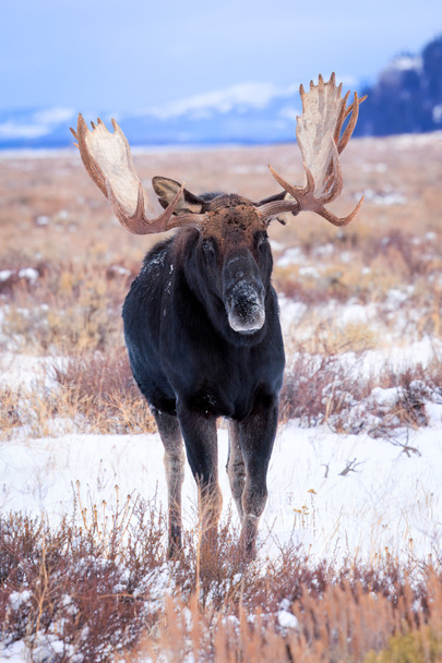 Snow King Grand Teton National Park, by Ruby Hour Photo Art ~ Marcela Herdova
