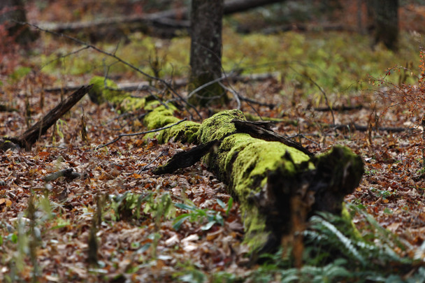 Green Mountain National Park by Fotodynamics / Ted Carlson - TCGM4