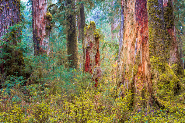 Moss Covered Trees in Olympic National Park by Ruby Hour Photo Art ~ Marcela Herdova