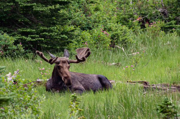 Glacier National Park 4 by Jonathan Yogerst