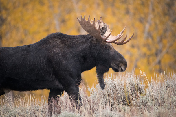 Bull Moose in Grand Teton National Park by Riley K Photo