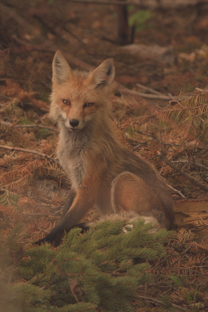 Fox Portrait- Rocky Mountain National Park by Riley K Photo