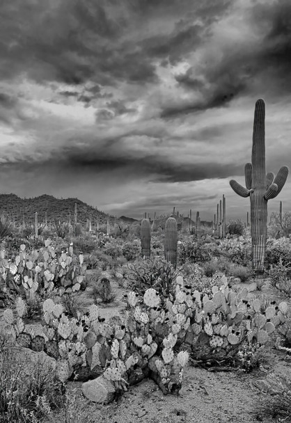 Saguaro Desert Landscape - Saguaro National Park by Brian Kerls Photography