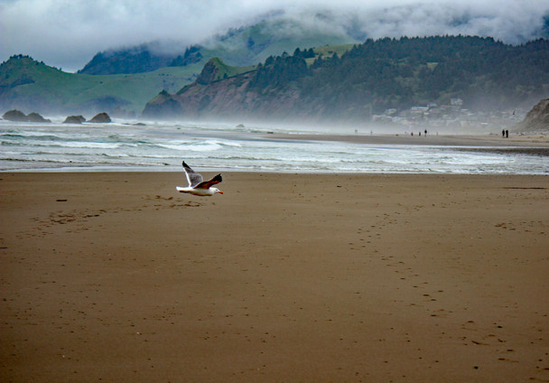 Oregon Coast, Nye Beach, Newport Oregon by Craig Fentiman