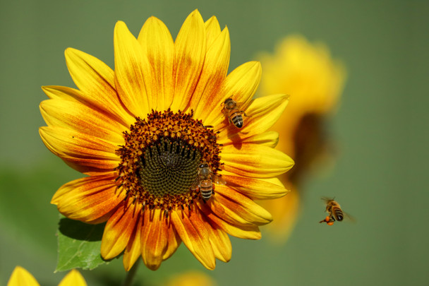 Sunflowers and Bees by Craig Fentiman