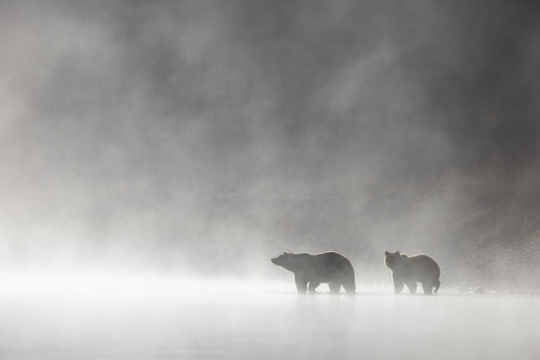 Through the Fog by Evan Watts