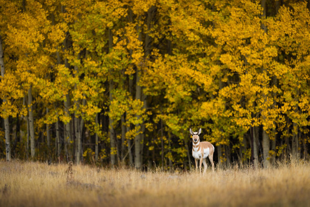 Antelope and Aspens by Evan Watts