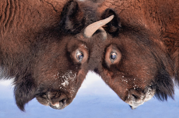 Dueling Bison, Grand Teton National Park, by Ruby Hour Photo Art ~ Marcela Herdova