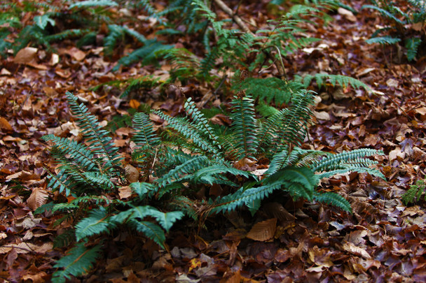 Green Mountain National Park by Fotodynamics / Ted Carlson - TCGM5