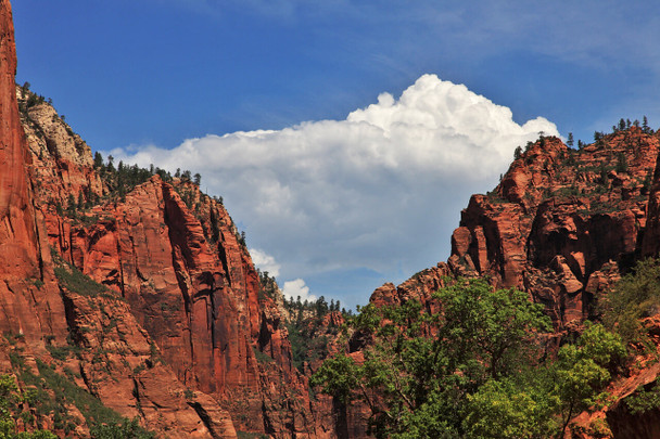 Zion National Park by Fotodynamics / Ted Carlson - TCZ44