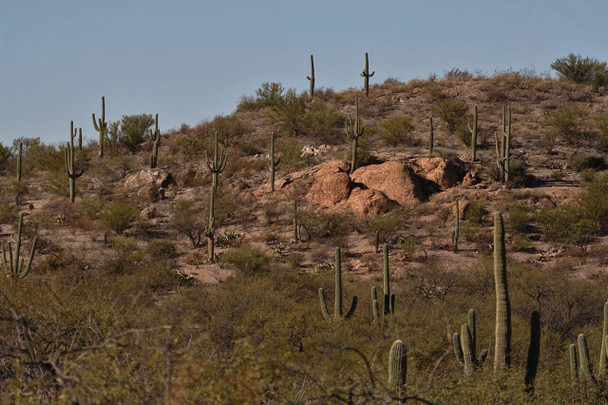 Saguaro National Park by Fotodynamics / Ted Carlson - TCSG15