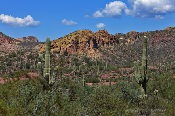 Saguaro National Park by Fotodynamics / Ted Carlson - TCSG26