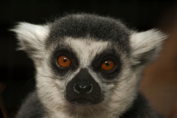 Ring-tailed Lemur by Fotodynamics / Ted Carlson - TCRTL4