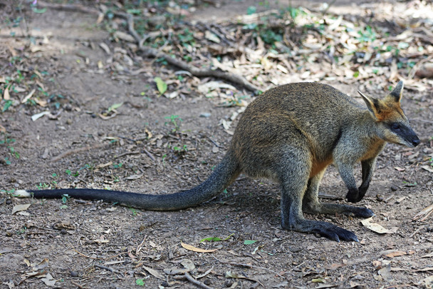 Black-faced Wallaby in Australia by Fotodynamics / Ted Carlson - TCWAL1