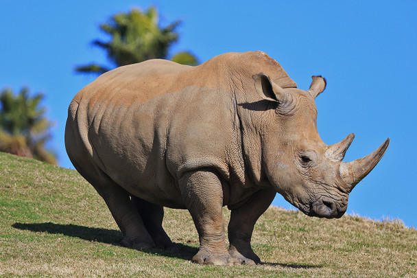 Southern White Rhino by Fotodynamics / Ted Carlson - TCWSR33