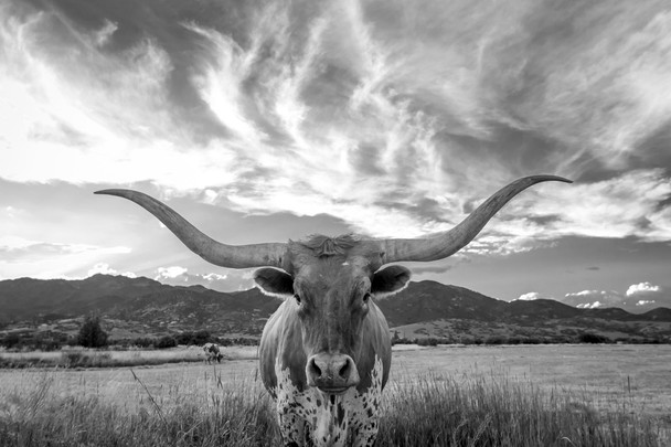 Heber Valley Longhorn Black & White by Johnny Adolphson