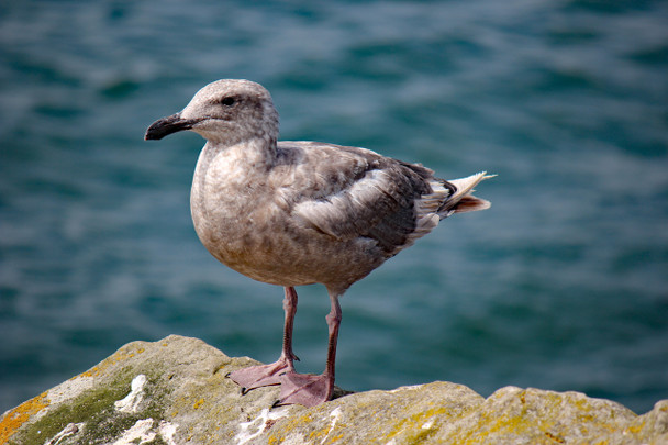 Juvenile Sea Gull by Craig Fentiman