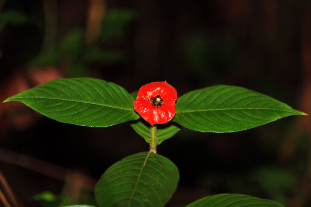 Hot Lips Flower in Costa Rica by Fotodynamics / Ted Carlson - TCFLHL1