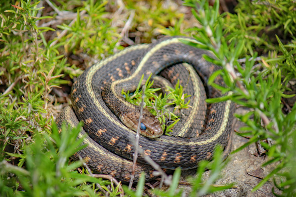 Undisturbed Garter snake by Craig Fentiman