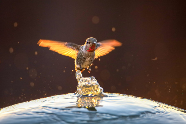 Hummingbird hovering mid-air by Craig Fentiman