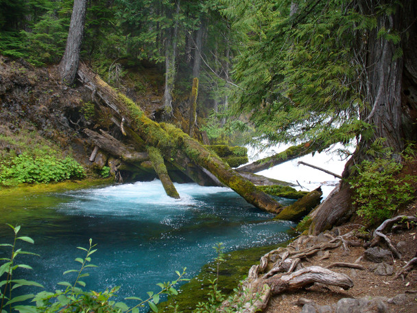 Willamette National Forest, McKenzie River, Oregon by Craig Fentiman