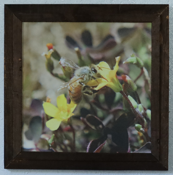 Honey bee  by Craig Fentiman