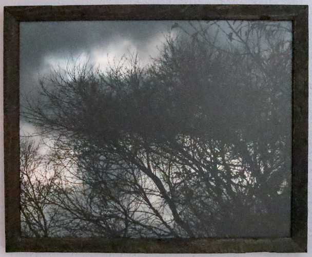Tree Silhouette by Craig Fentiman
