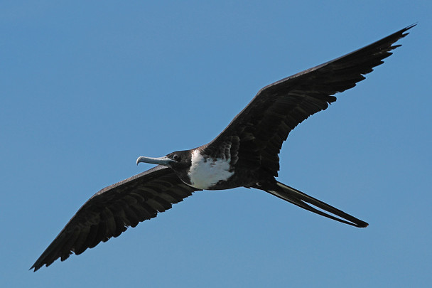Magnificent Frigatebird over the Pacific Ocean by Fotodynamics / Ted Carlson - TCMF19