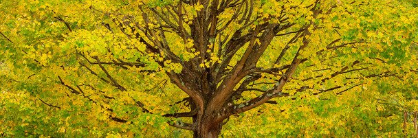 Yellow Tree with Fall Colors