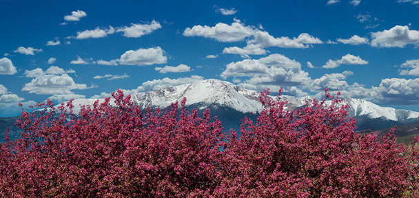Pikes Peak Spring Flowers by Lewis Carlyle