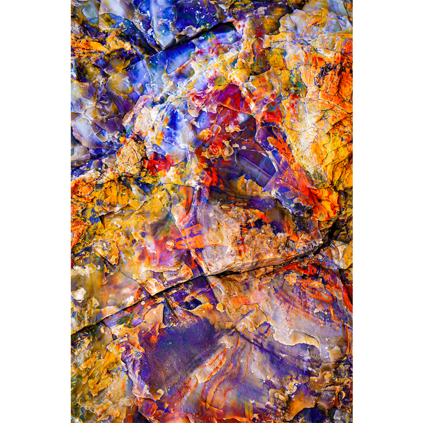 Petrified Wood Color Explosion by Dana Sharman
