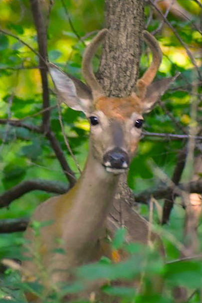 Deer Sees Me by Josh Blackman